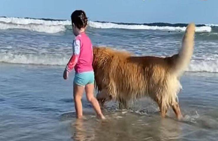 Golden retriver Brasile ama troppo la sorellina
