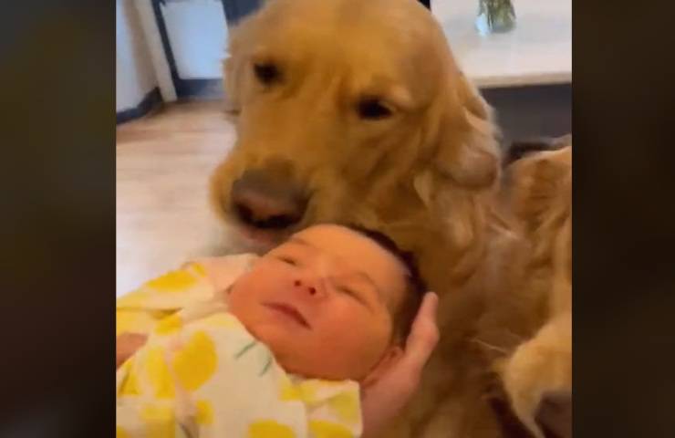 golden retriver winston incontra bambina appena nata video
