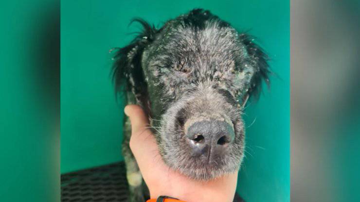 Cane in gravi condizioni