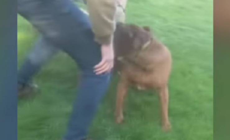 cane si lancia dalla finestra video