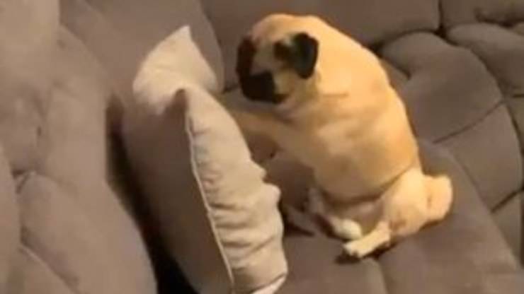 Cane lotta con cuscino