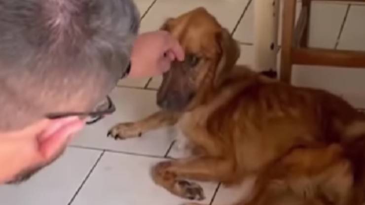 Cane maltrattato video