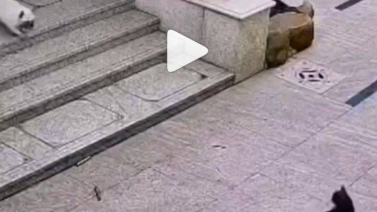 La divertente scena (Foto video)
