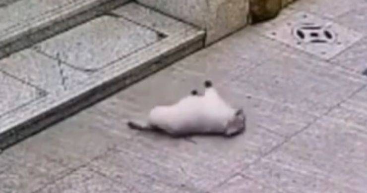 Il cane che si dimena (Foto video)