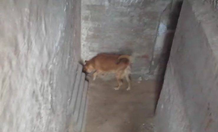 cane guida al rifugio video