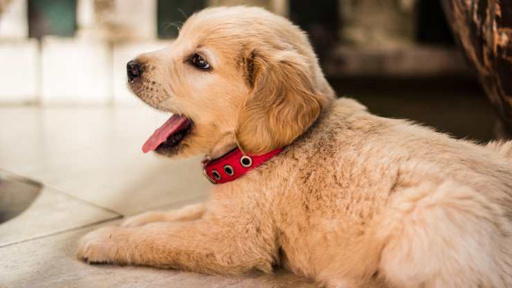 Consigli per addestrare un cucciolo