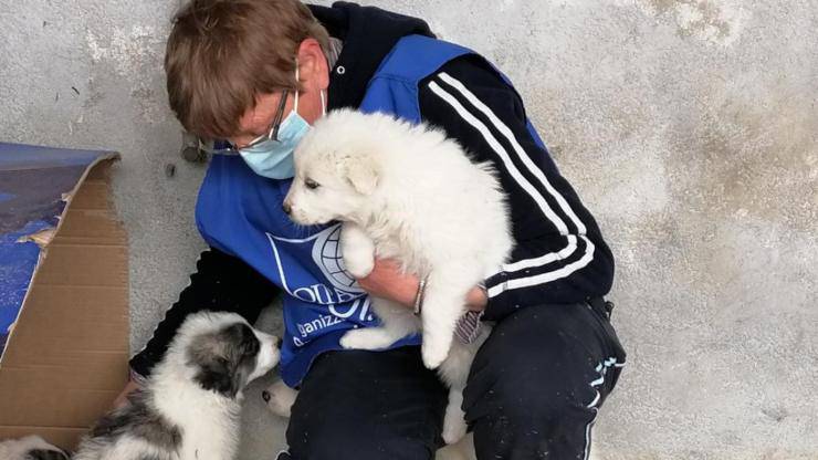 cuccioli abbandonati palermo