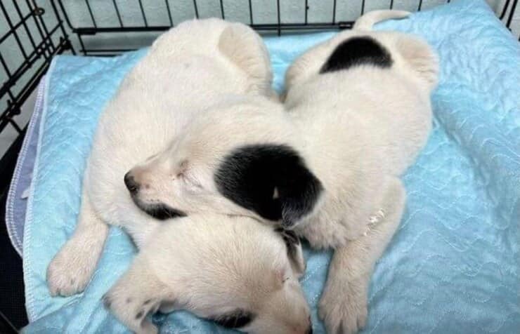 Cuccioli abbracciati per farsi forza (Screen Facebook)
