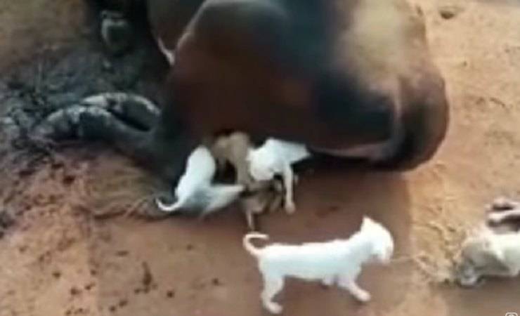 cani bevono latte mucca