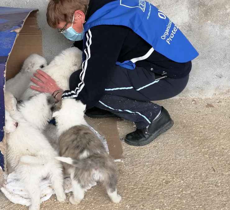 cani abbandonati oipa