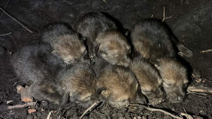 cuccioli di lupo nati
