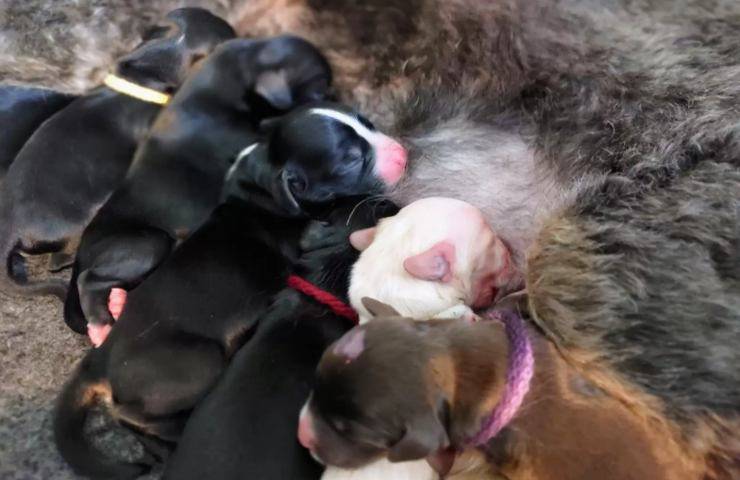 cagnolini latte mamma abbandonata soccorsa