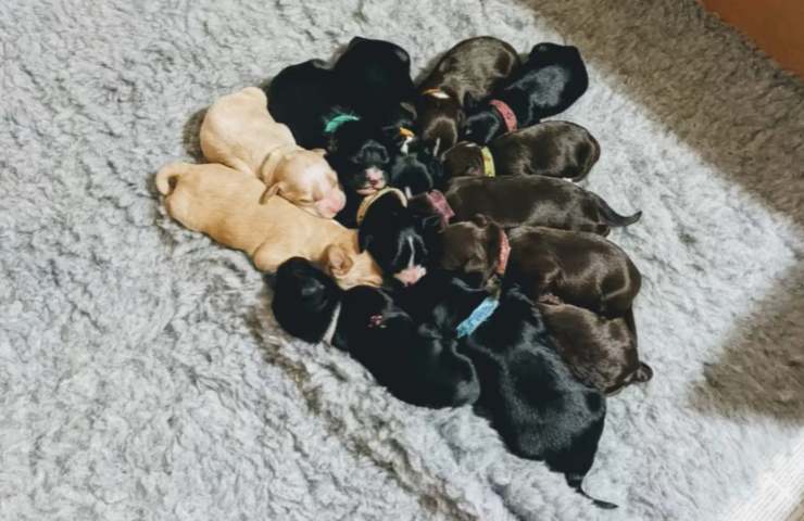 cagnolina incinta salvata strada partorisce cuccioli