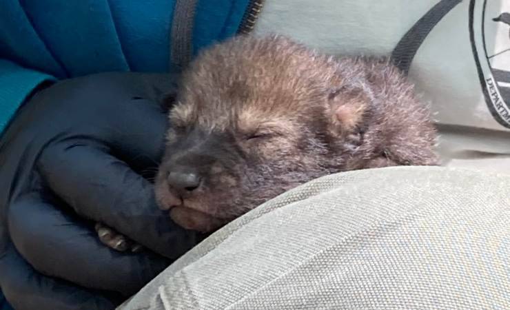 lupo rosso cuccioli
