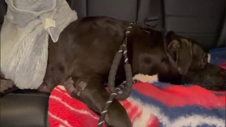 Cucciolo mentre viene trasportato nella sua casa provvisoria per la notte (Screen video)