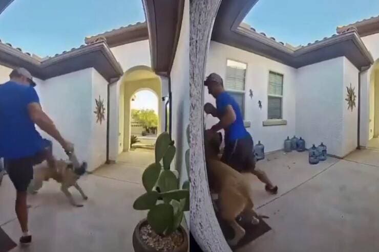 Dog sitter aggredisce cane (Screen video)