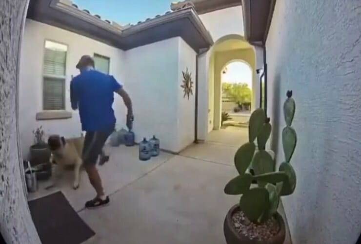 Dog sitter prende a calci il povero cane (Screen video)