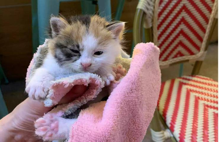 gattino salvato animale domestico padrone