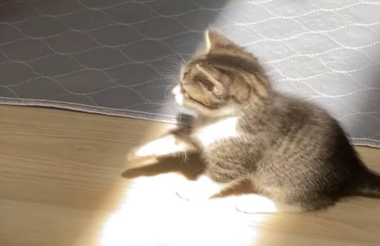 micio gioca con raggi del sole