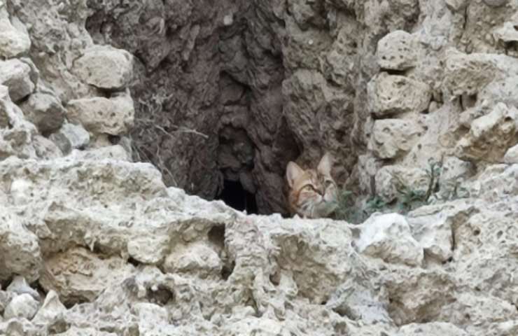 gattino prigioniero Caserta famiglia chiede aiuto