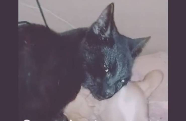 micio porta casa cagnolino cucciolo video TikTok