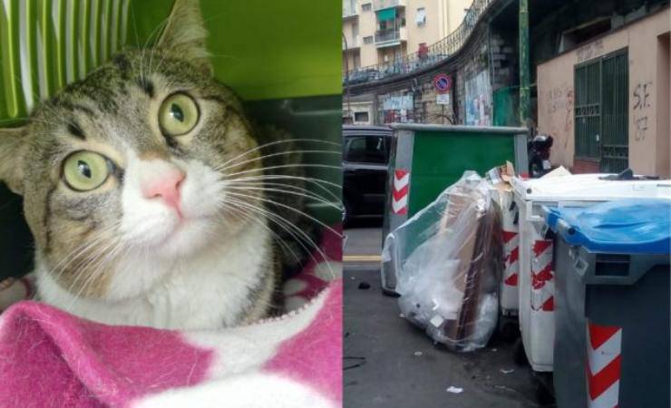 gatto abbandonato genova
