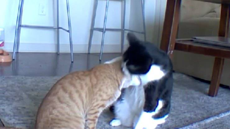 gatti fratelli video