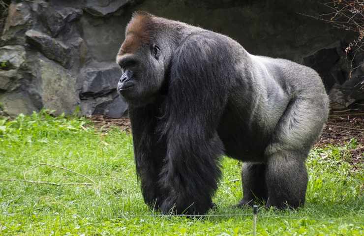animale dipendenza schermi luminosi cellulari