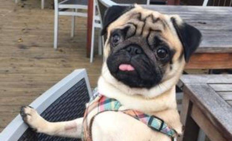 cane imita rocky video