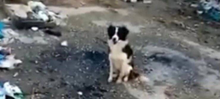 Iman appena trovata (Screen video)