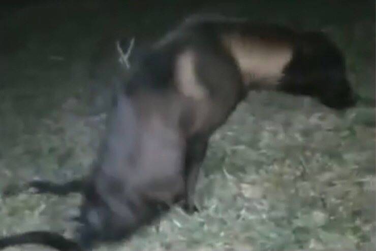 Kenya appena trovata (Screen video)