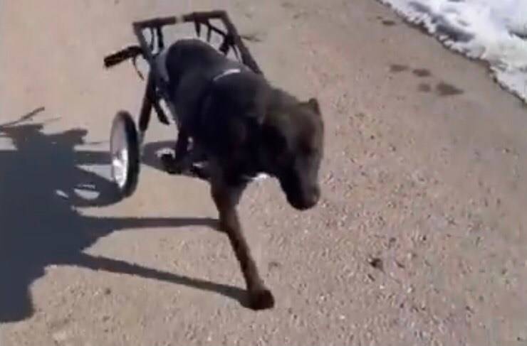 Kenya finalmente felice (Screen video)