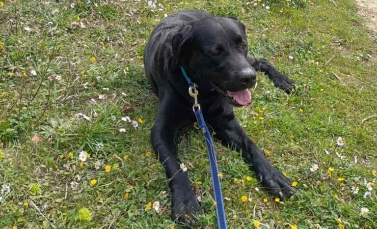 labrador salvato pesaro