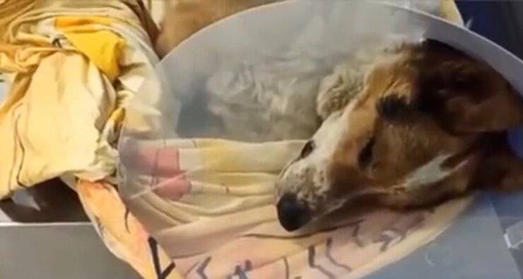Lali appena trovata e portata dal veterinario (Screen video)