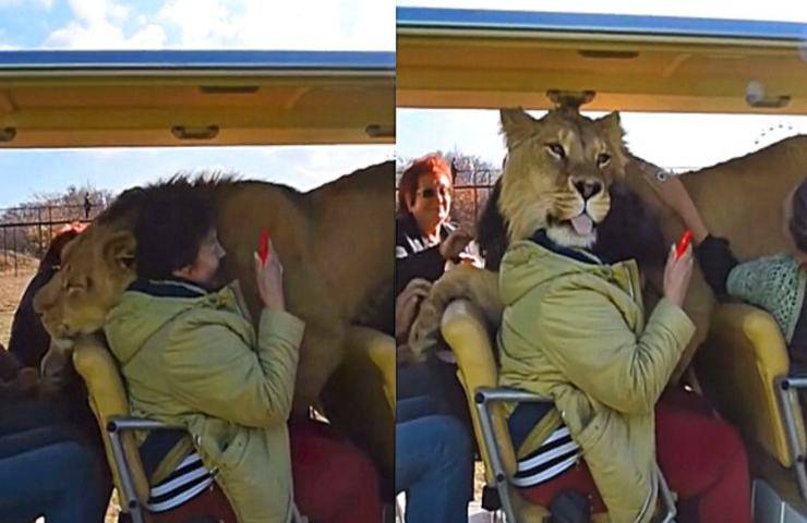 leone entra auto durante safari video