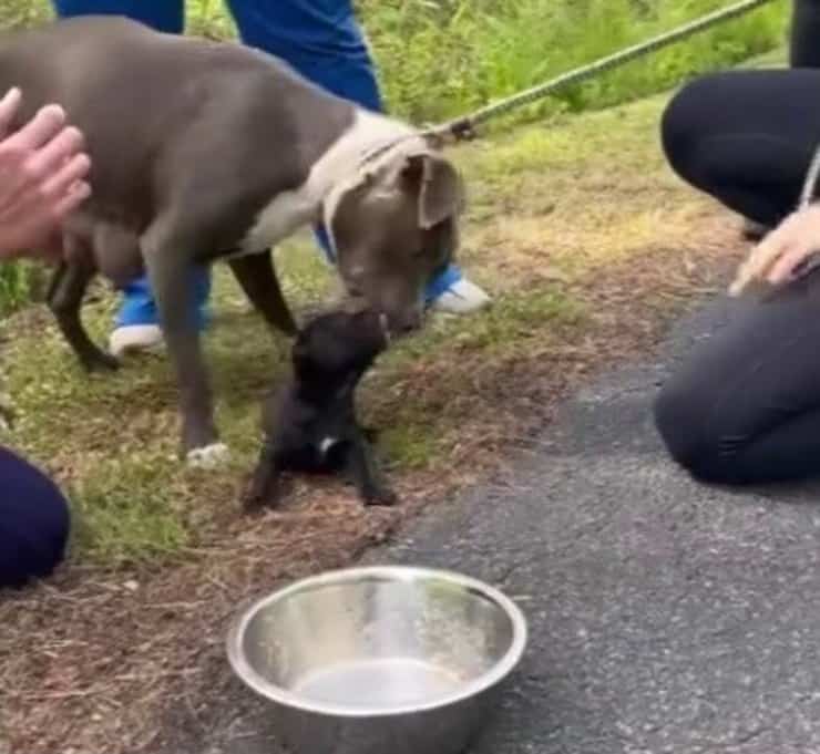 Mamma insieme al suo cucciolo (Screen video)
