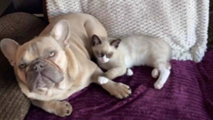 gatto e cane lottano
