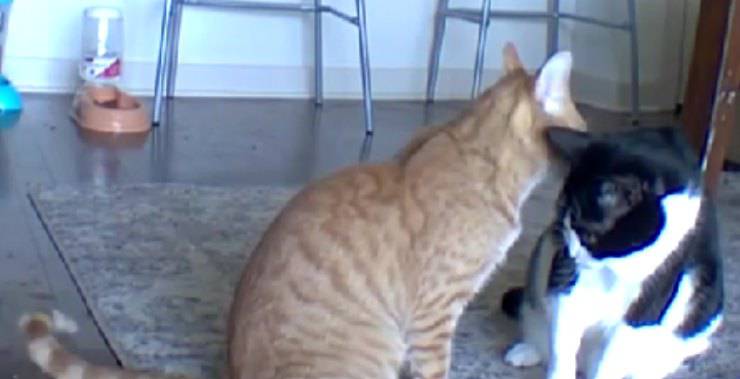 gatti coccole video
