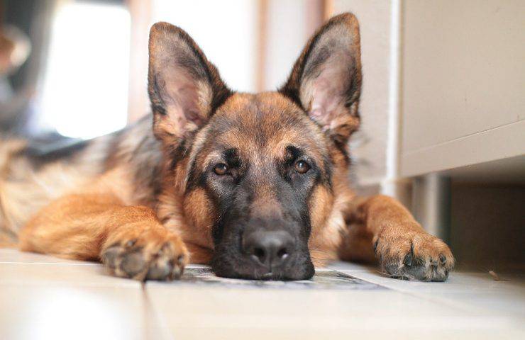 cane salvato caduto buca profonda