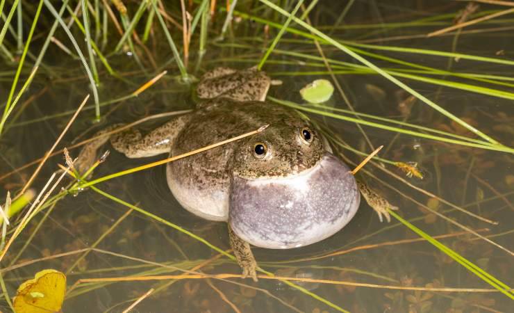 Rana australiana