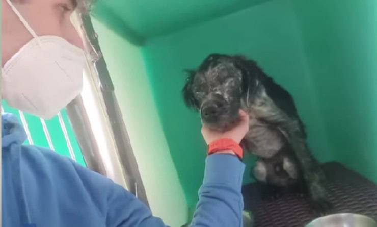 cane salvato oipa trapani