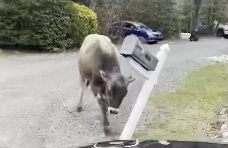 animale scappato sradica cassetta posta vicino abitazione