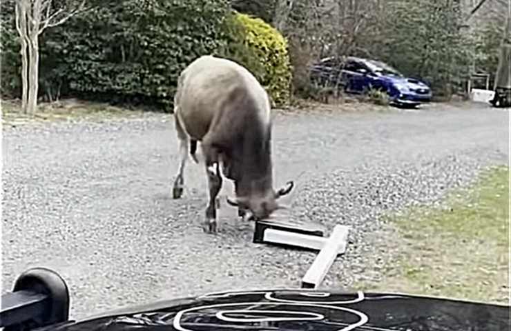 vitello ripreso gioca cassetta posta video