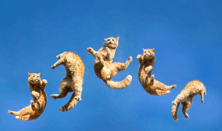 attività fisica nel gatto