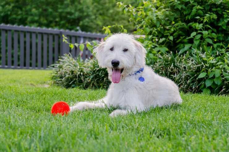 Quanto spazio deve avere un cane?