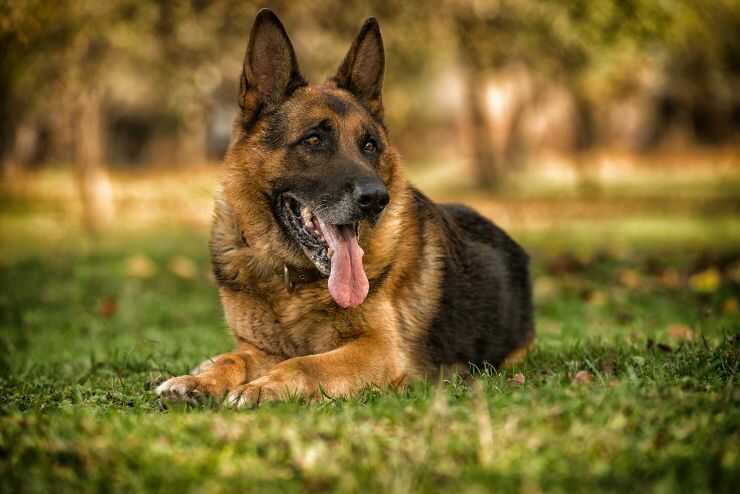 Sostituire il microchip al cane smarrito è riciclaggio