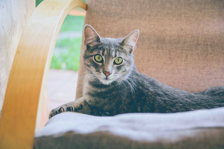 Il gatto graffia le sedie Il gatto graffia le sedie