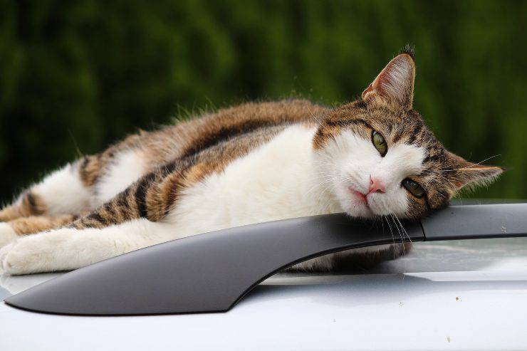 Come tranquillizzare il gatto in viaggio