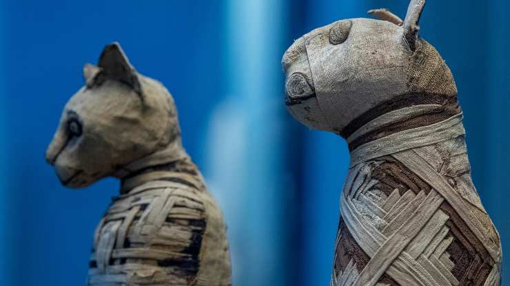 gatti mummie