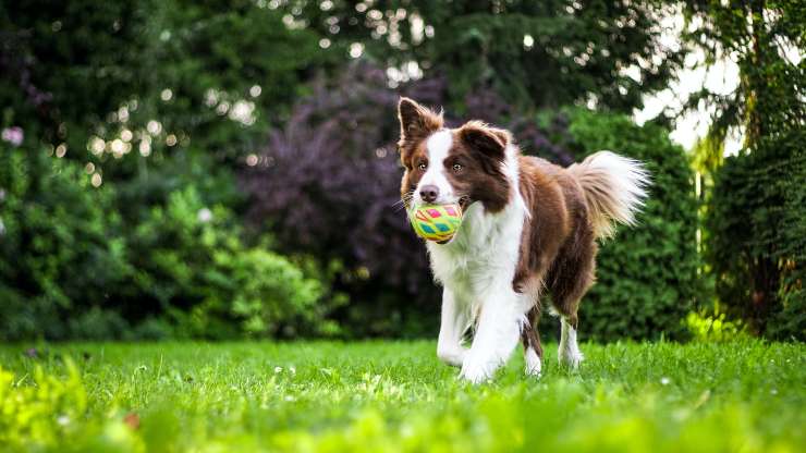 Il cane morde lo stesso oggetto Il cane morde lo stesso oggetto